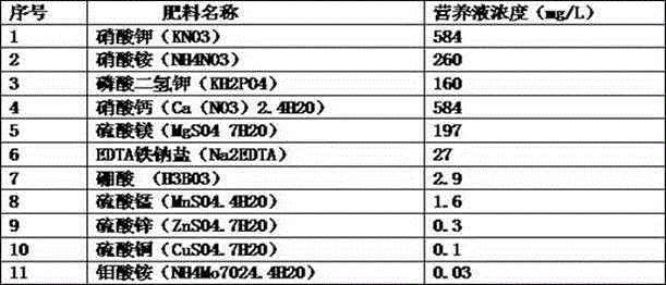 Water-cultured floating seedling method of photinia glomerata