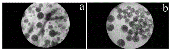 A preparation method of cellulose hollow magnetically imprinted composite microsphere adsorbent