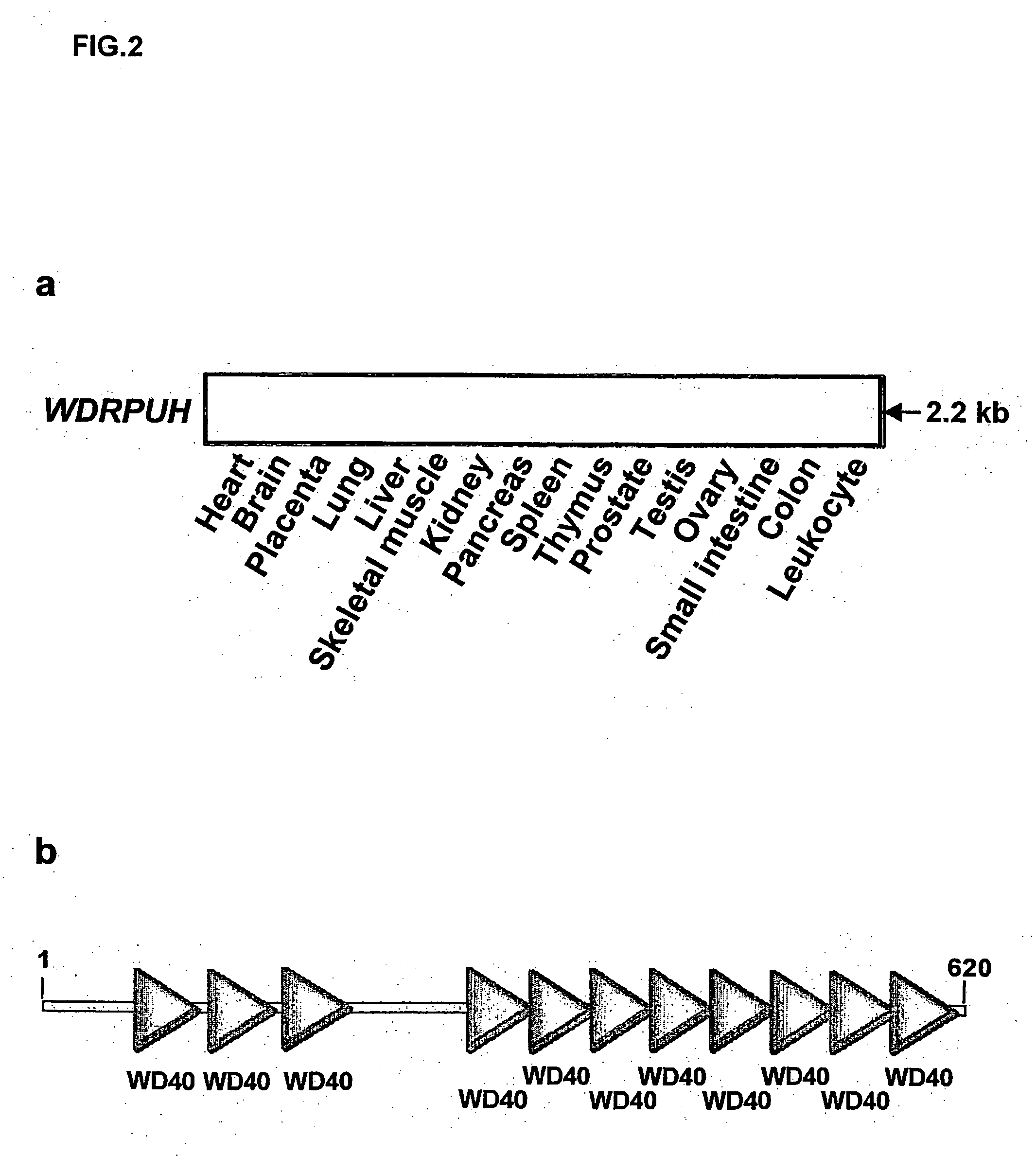 Genes and polypeptides relating to hepatocellular or colorectal carcinoma