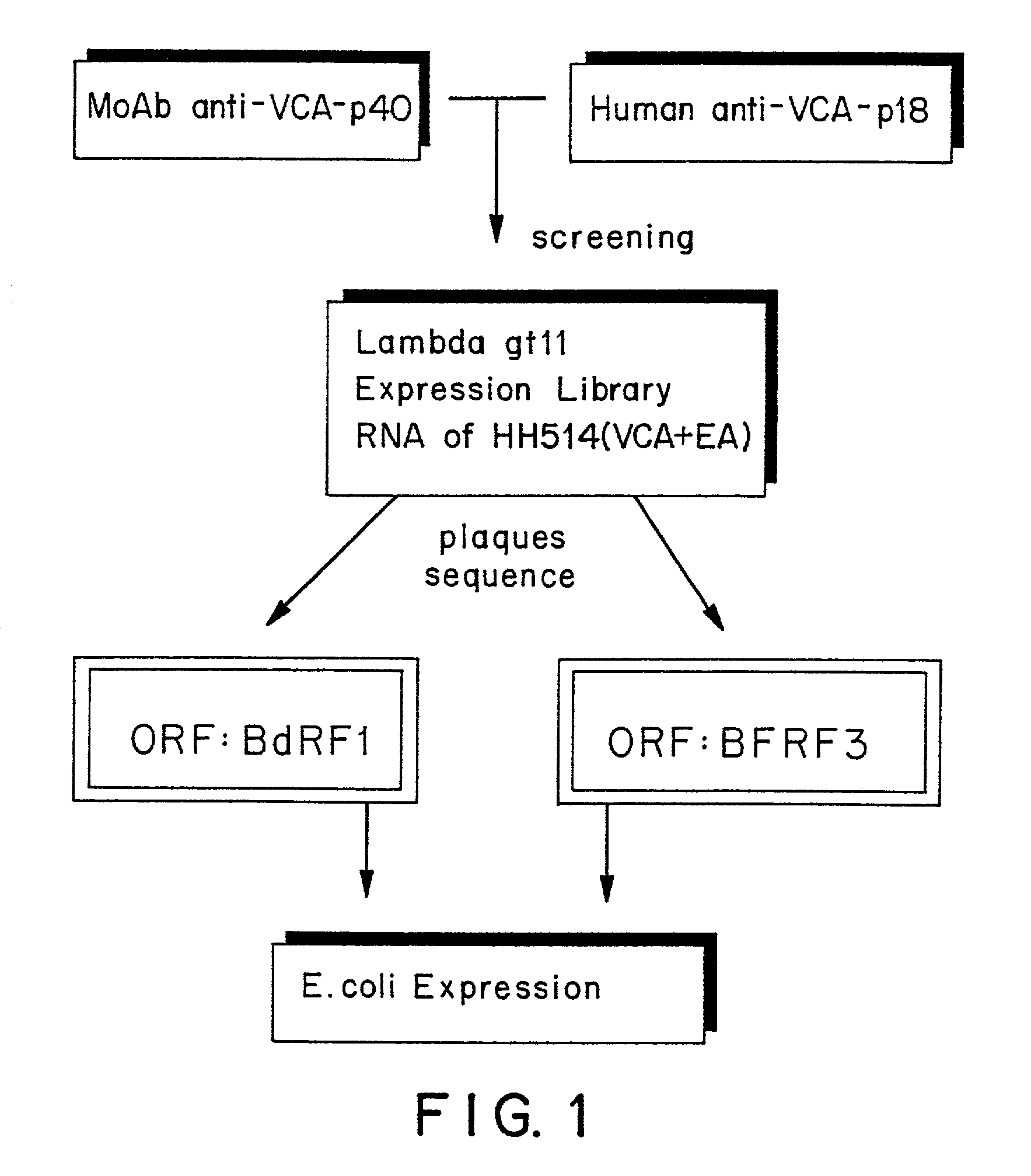 Peptides and nucleic acid sequences related to the Epstein Barr Virus