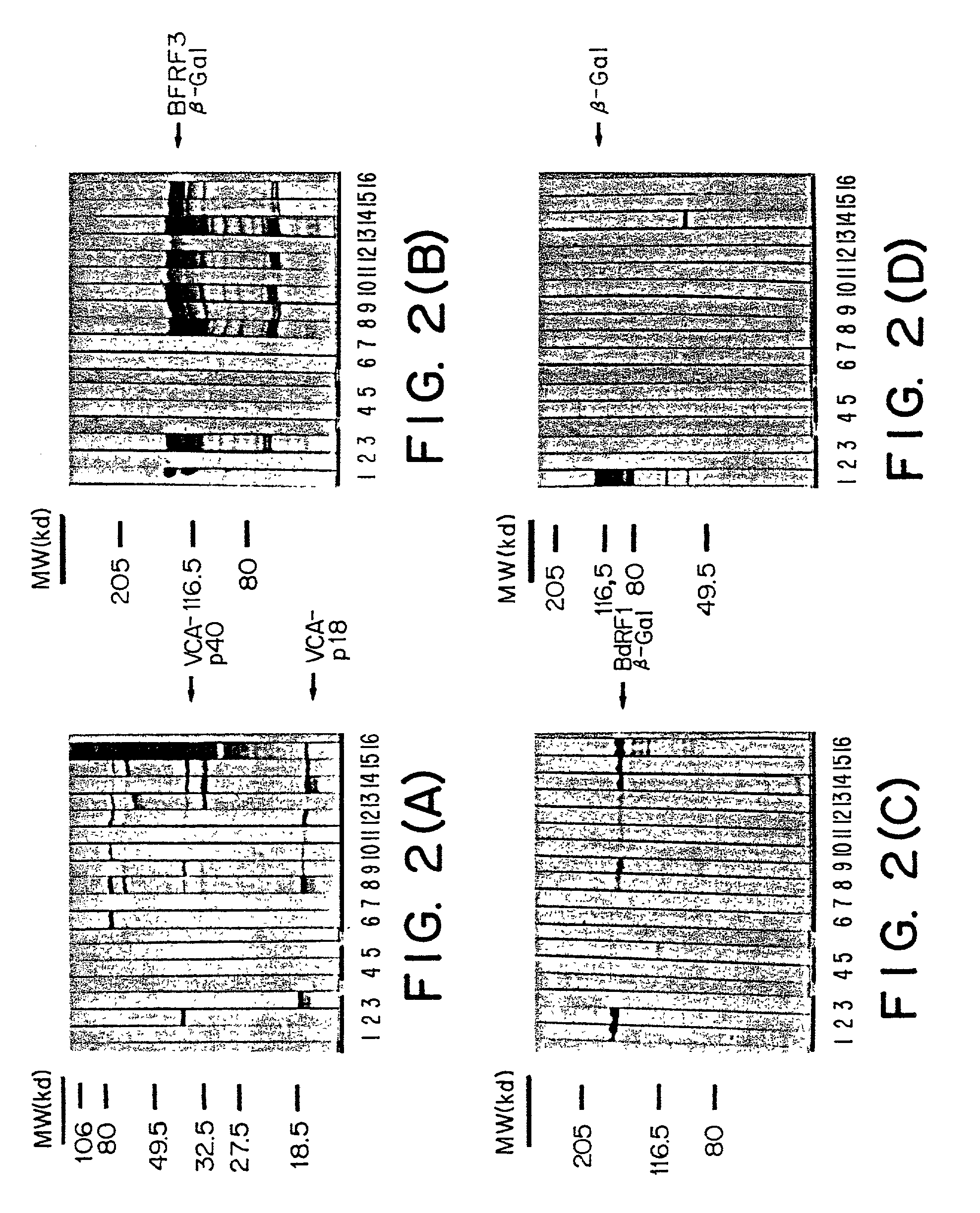 Peptides and nucleic acid sequences related to the Epstein Barr Virus