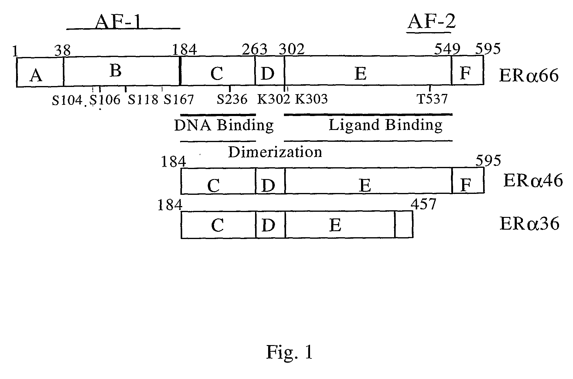 Estrogen Receptors and Methods of Use