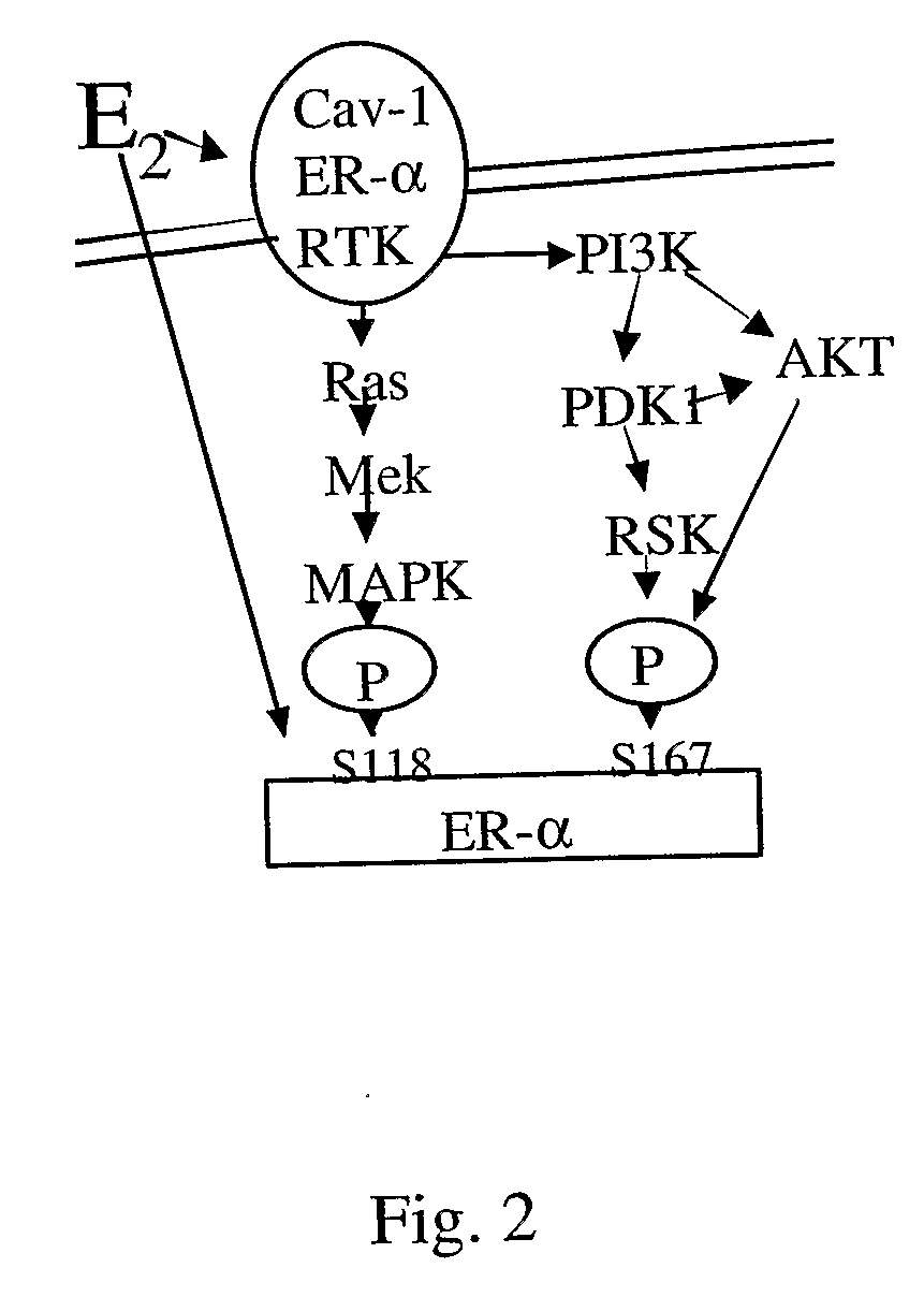 Estrogen Receptors and Methods of Use