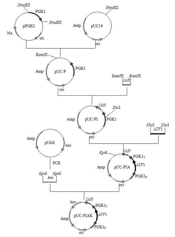 Saccharomyces cerevisiae genetic engineering bacteria with high ester yield and construction method thereof