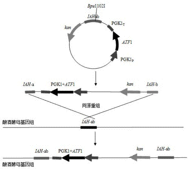 Saccharomyces cerevisiae genetic engineering bacteria with high ester yield and construction method thereof