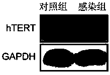 Lentiviral vector and application thereof in construction of immortalized cells