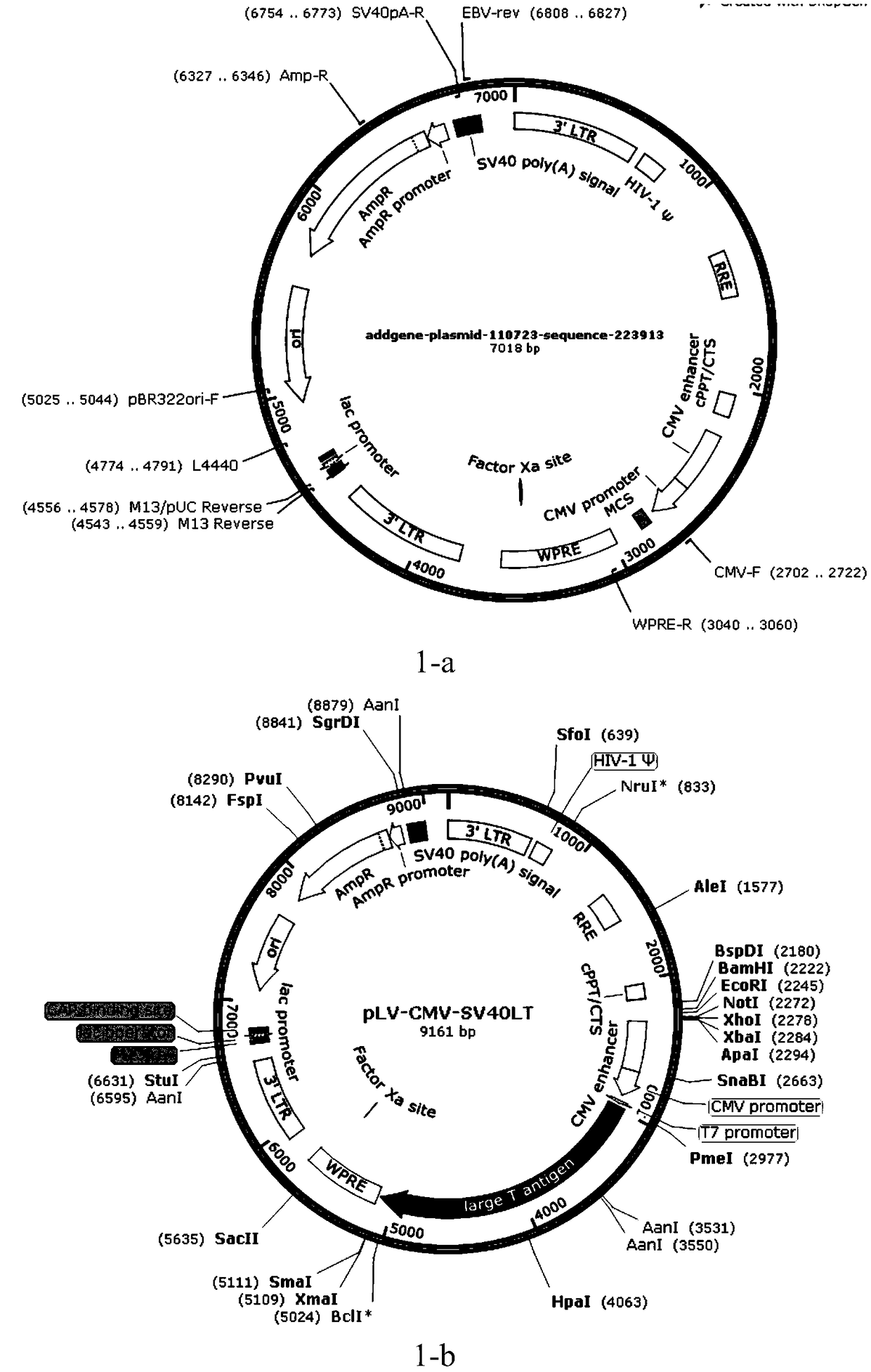 Lentiviral vector and application thereof in construction of immortalized cells