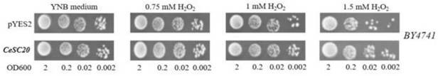 A kind of casuarina gene cesc20 and its application