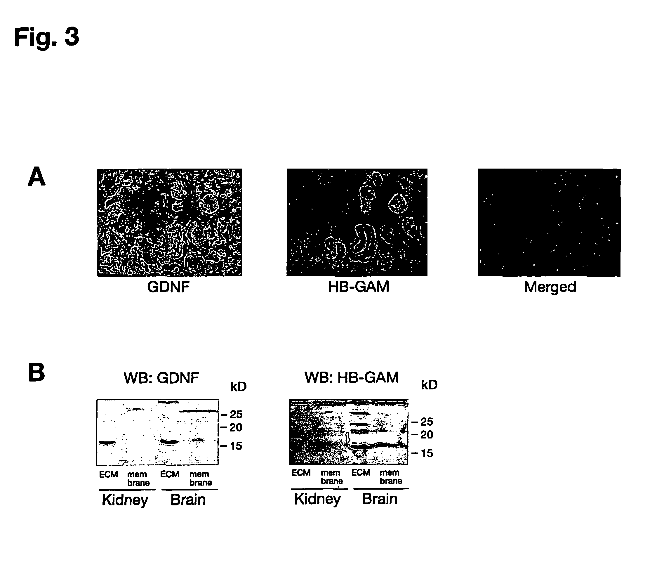 Receptor for GDNF family ligands