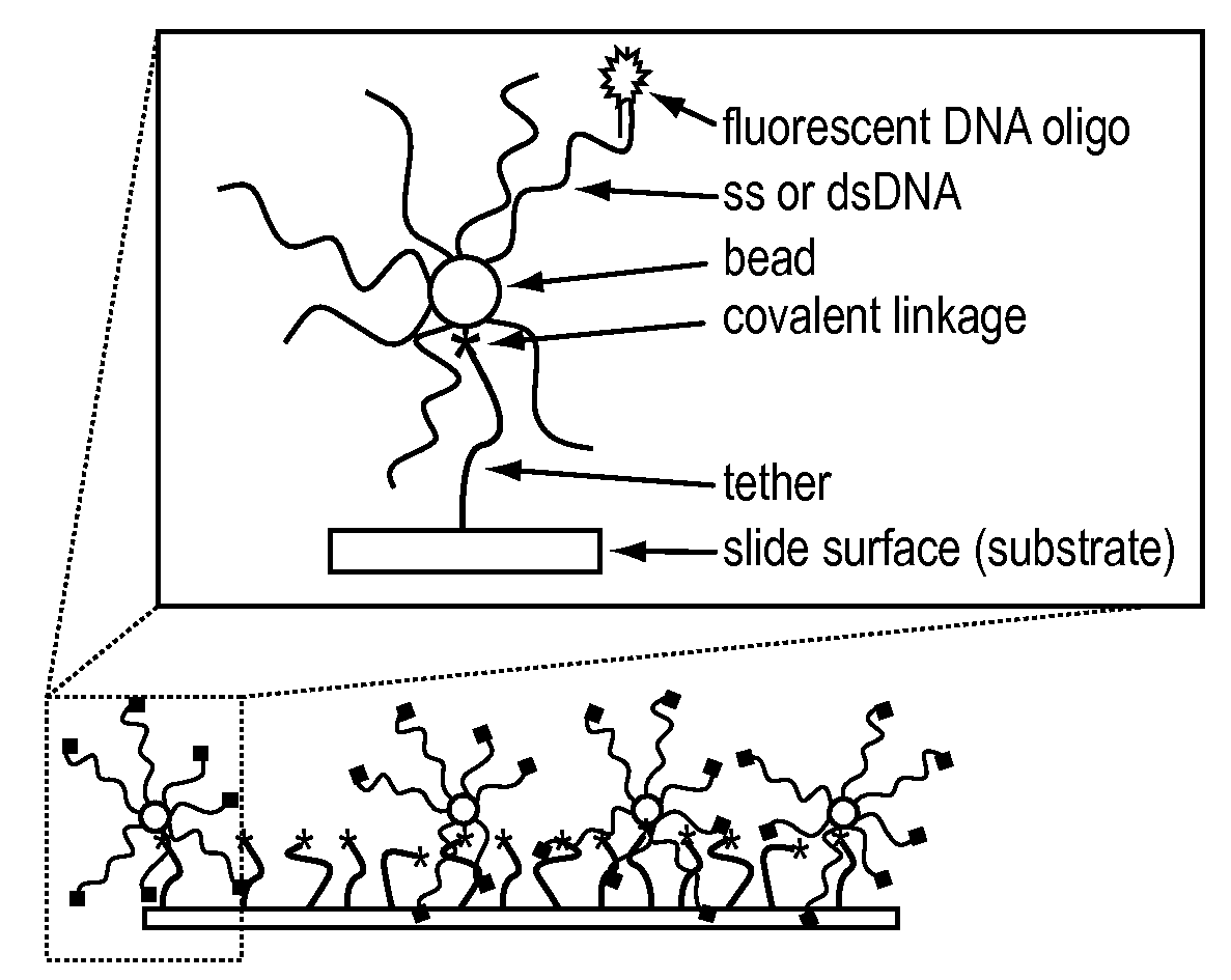 Reagents, methods, and libraries for bead-based sequencing