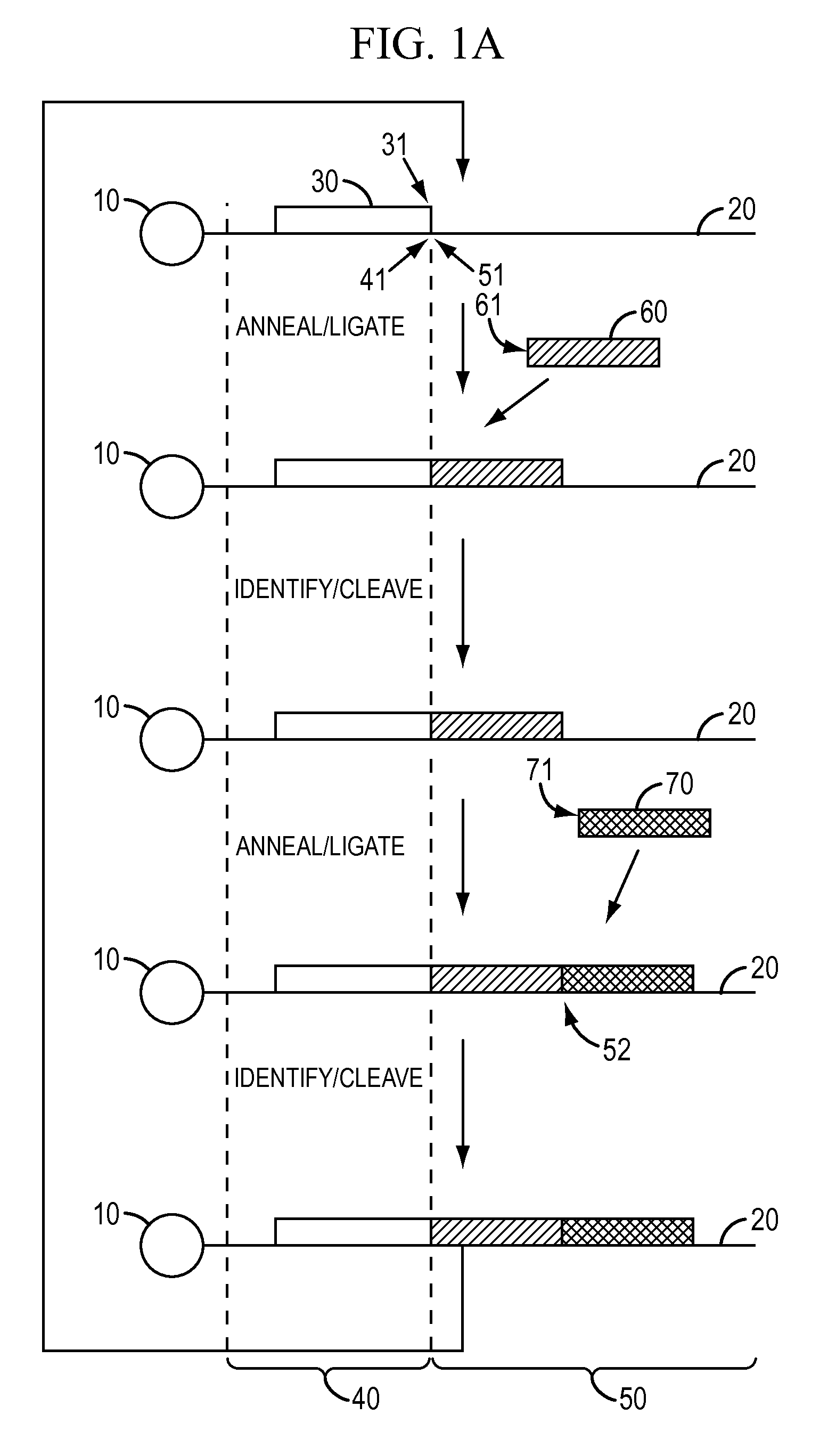 Reagents, methods, and libraries for bead-based sequencing