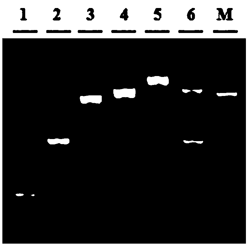 Hot-start Taq DNA (deoxyribonucleic acid) polymerase and preparation method thereof