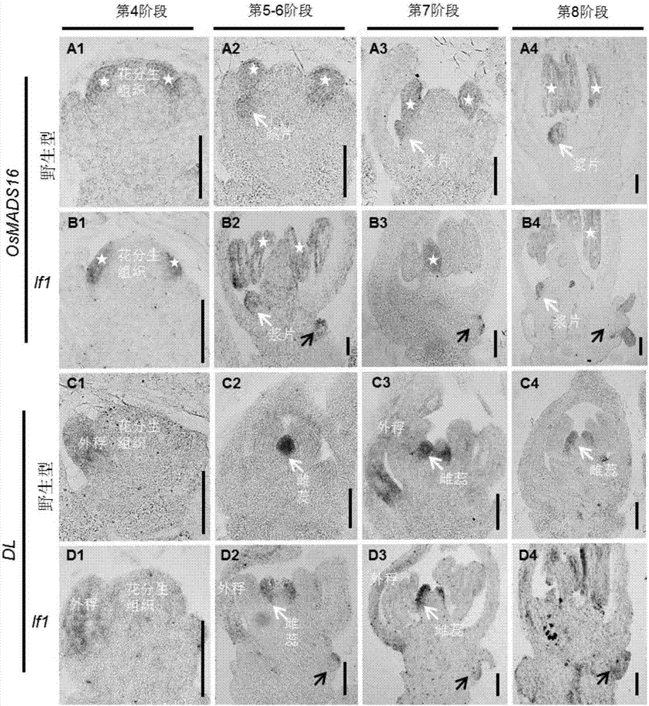 Use of rice three-flower spikelet gene LF1 in increase of yield of gramineous food crops