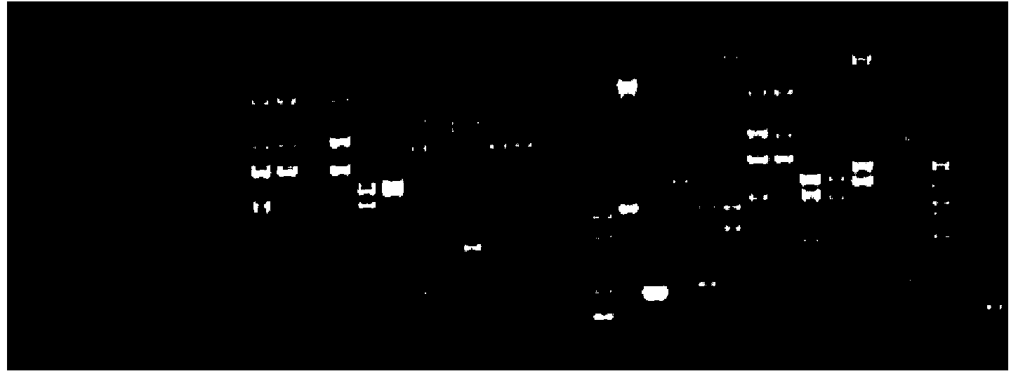 Bacillus subtilis LNXM37 and application thereof