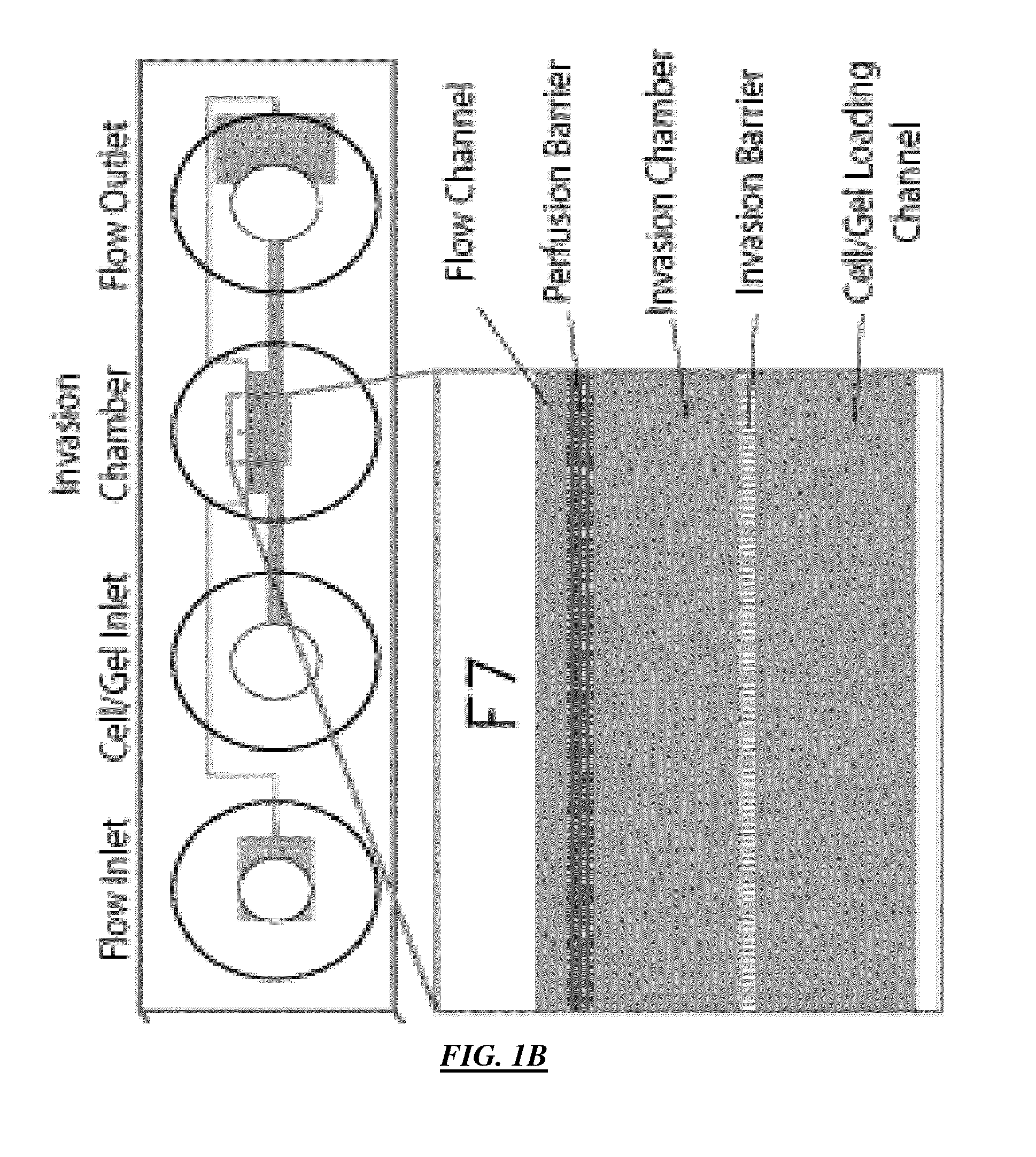 Cell Culture and Gradient Migration Assay Methods and Devices