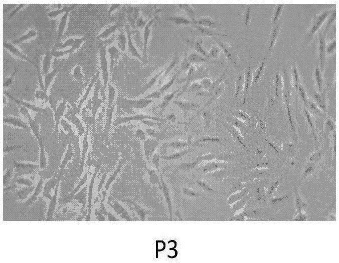 Placenta sub-totipotential stem cell active factor for beauty and skin care and preparation and application thereof