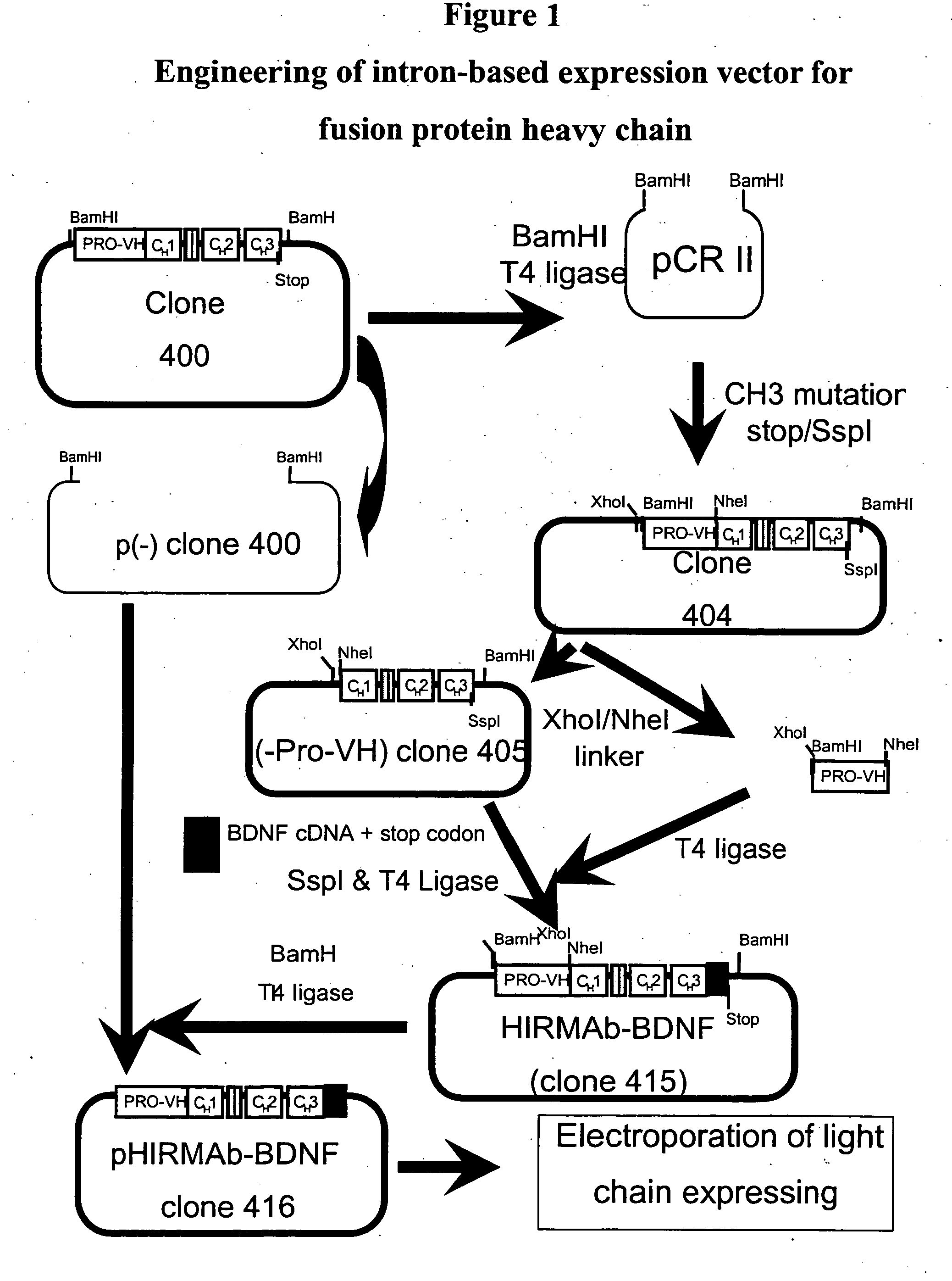 Nucleic acids encoding and methods of producing fusion proteins