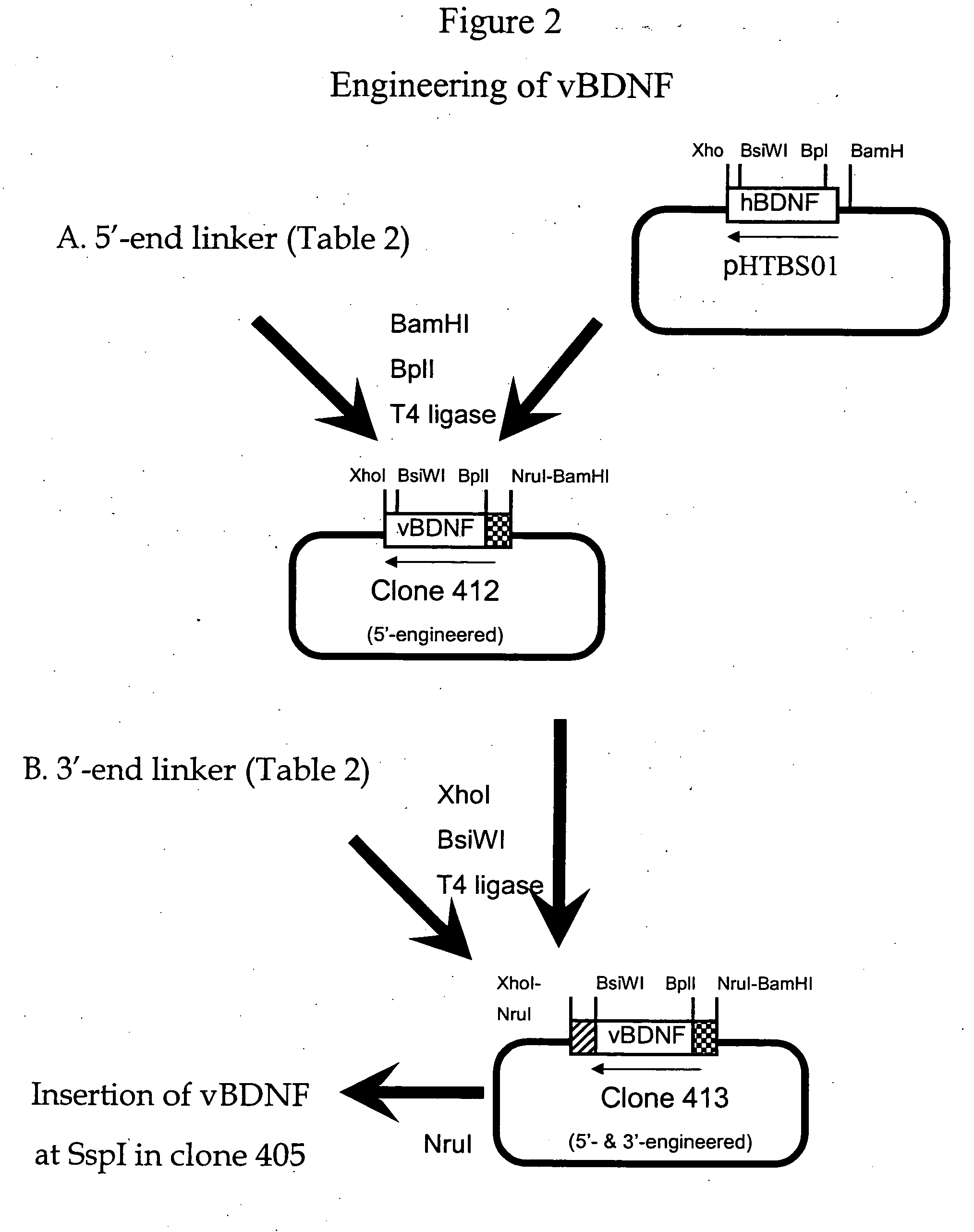 Nucleic acids encoding and methods of producing fusion proteins