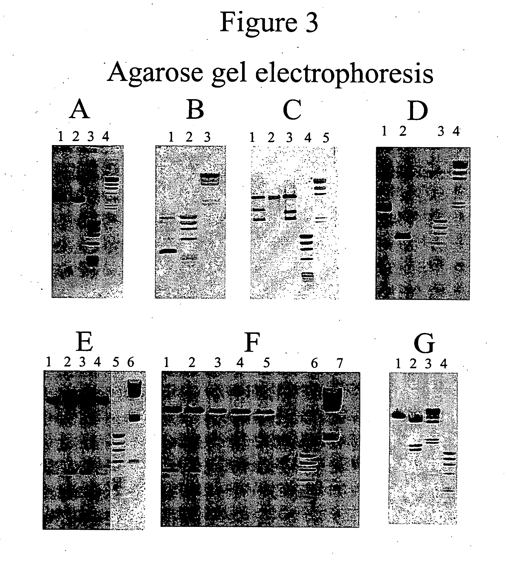 Nucleic acids encoding and methods of producing fusion proteins