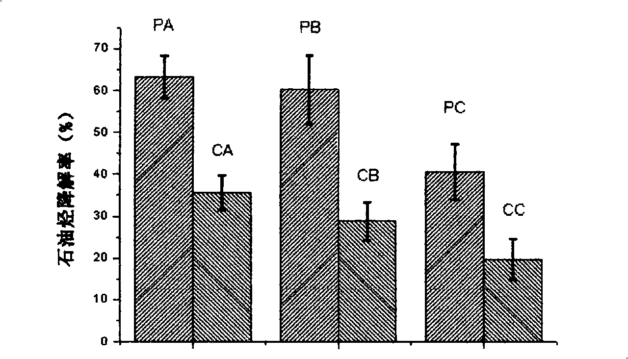 Method for repairing oil polluted soil using ornamental plant Mirabilis jalapa