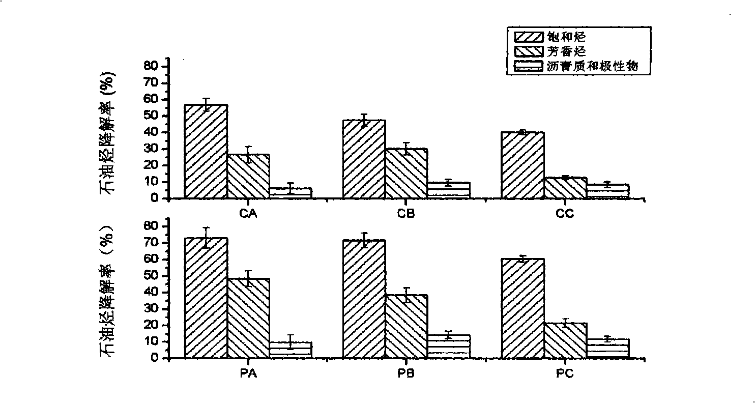 Method for repairing oil polluted soil using ornamental plant Mirabilis jalapa