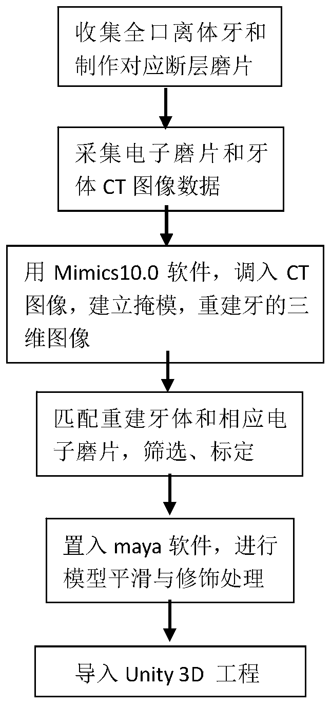 A three-dimensional tooth model construction method and system based on Unity 3D