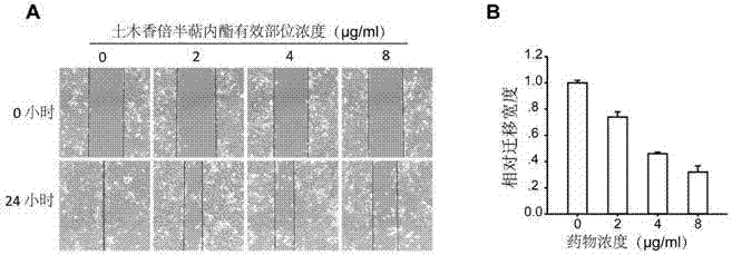 Preparation method of effective part of Inula helenium L. sesquiterpene lactone and application thereof to pancreatic cancer resistance