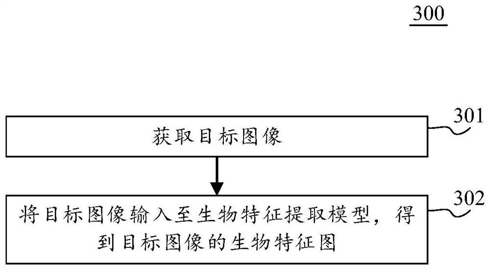 Biological feature extraction model training method and image segmentation method