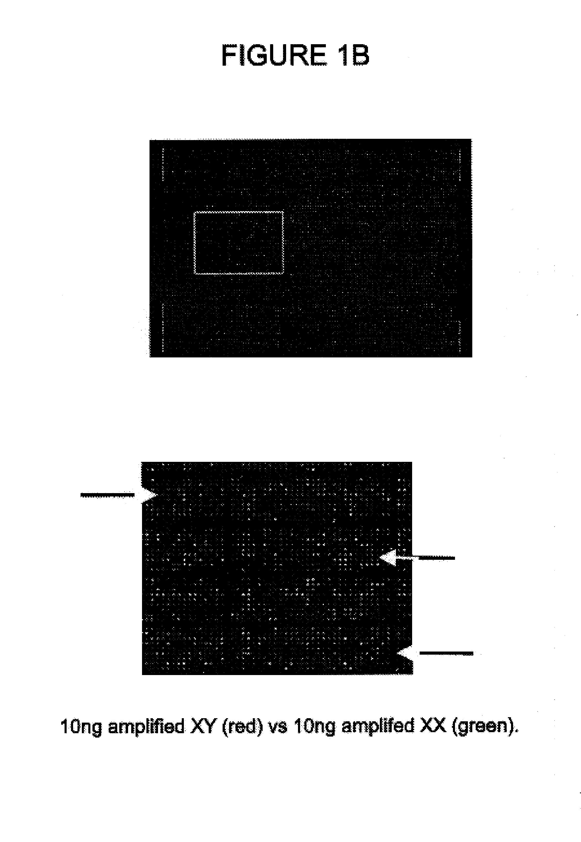 Comparative genomic hybridization assays using immobilized oligonucleotide targets with initially small sample sizes and compositions for practicing the same