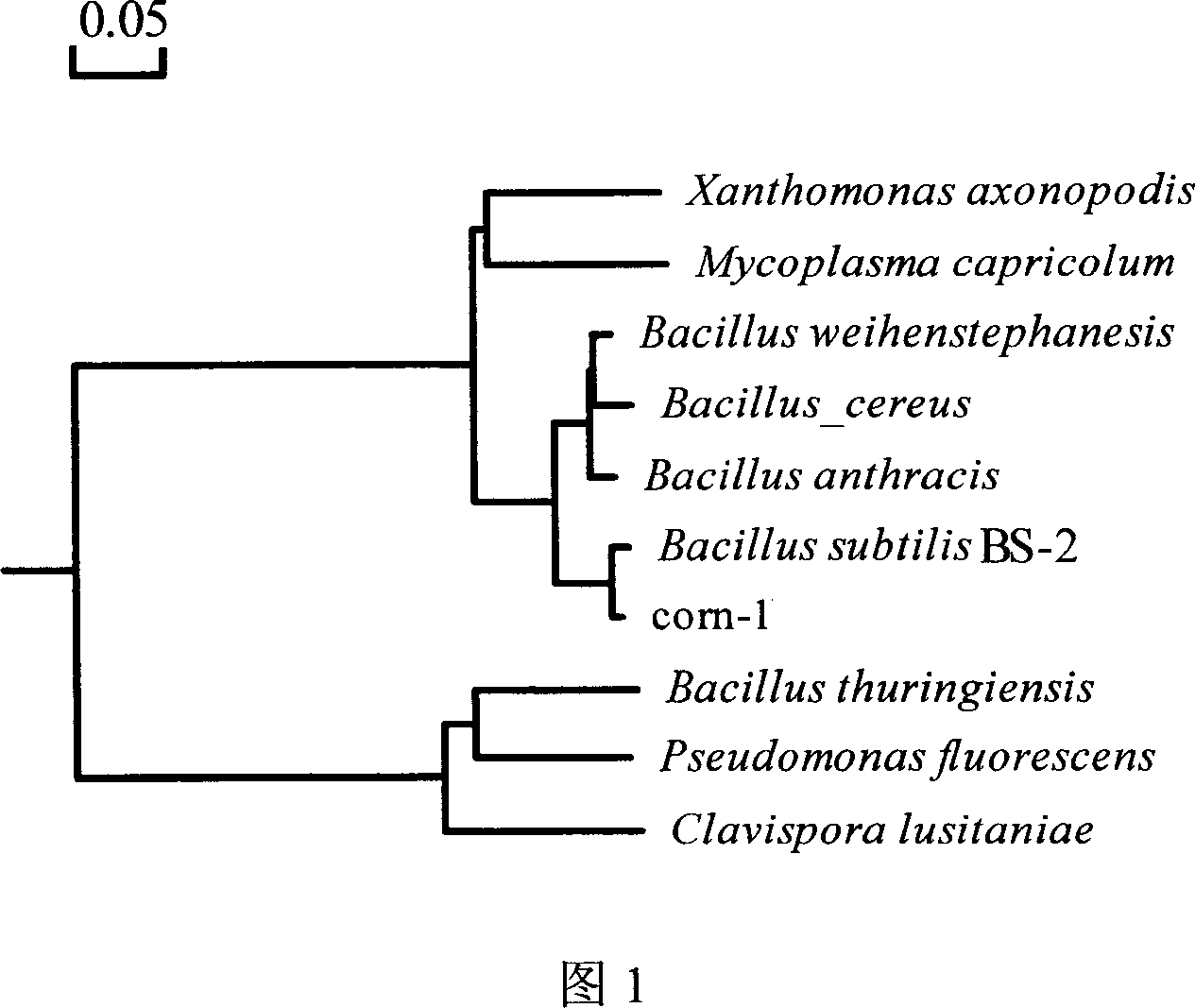 Bacillus subtilis, bacterium agent and application thereof