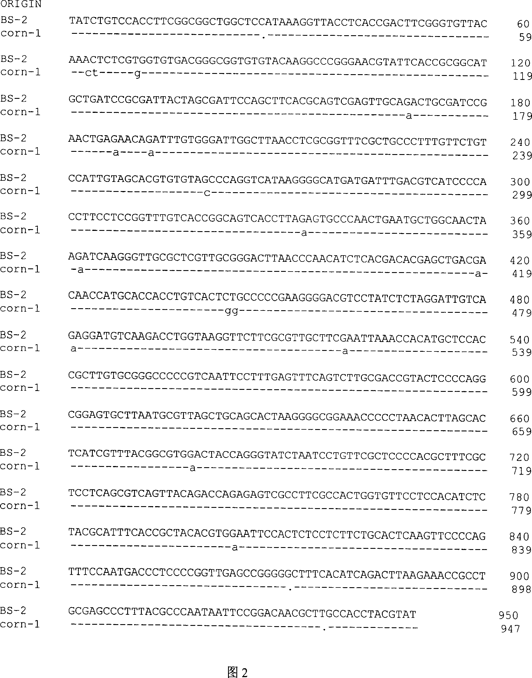 Bacillus subtilis, bacterium agent and application thereof