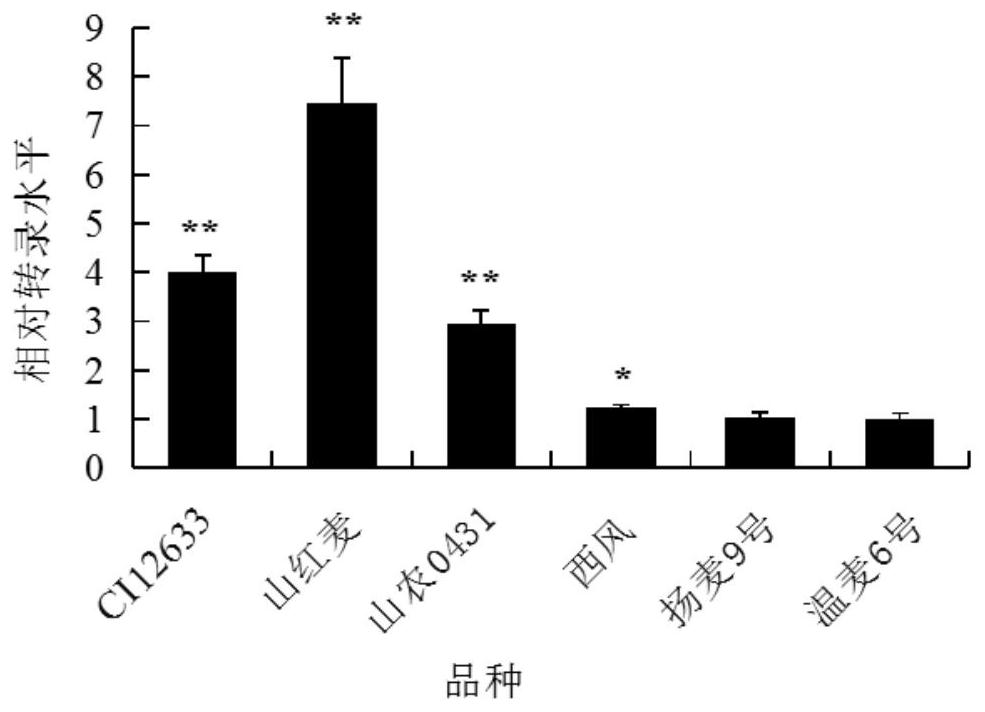 Wheat disease resistance protein taafrk and its related biomaterials and applications