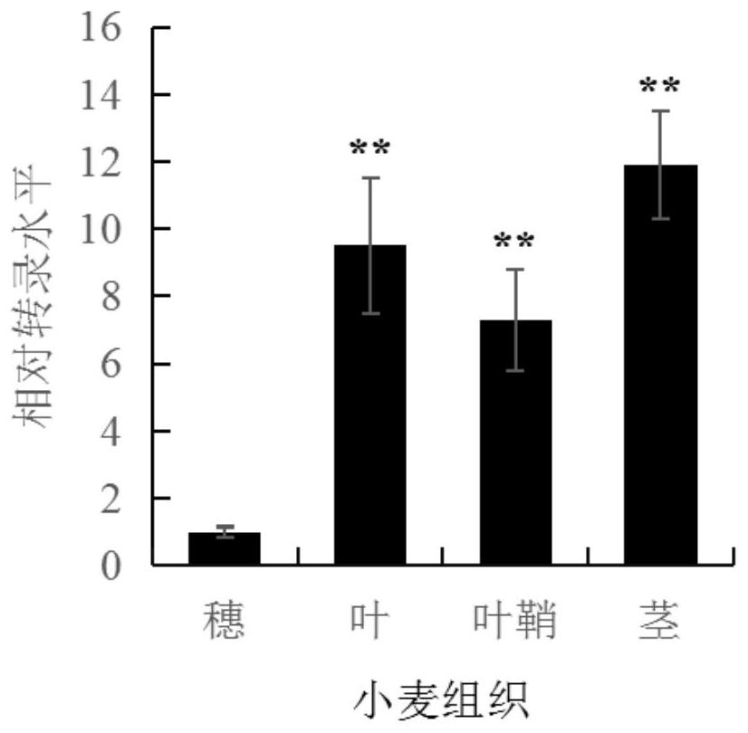 Wheat disease resistance protein taafrk and its related biomaterials and applications