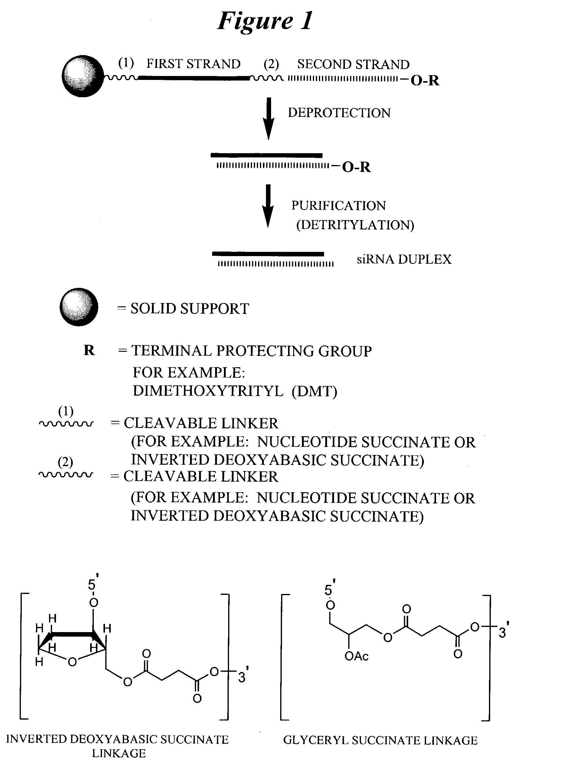 RNA interference mediated inhibition of MAP kinase gene expression or expression of genes involved in MAP kinase pathway using short interfering nucleic acid (siNA)