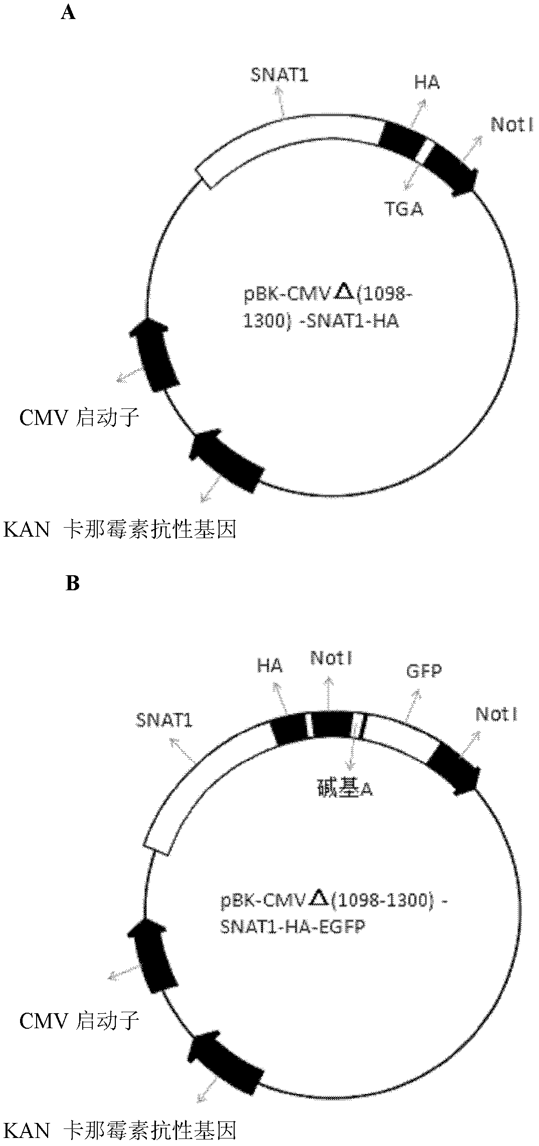 Expression vector of fused protein of glutamine transporter 1 as well as construction method and application thereof