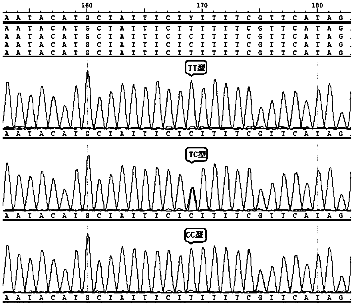 Nitrite nitrogen resisting trait related molecular marker of Litopenaeus vannamei and screening of nitrite nitrogen resisting trait related molecular marker of Litopenaeus vannamei