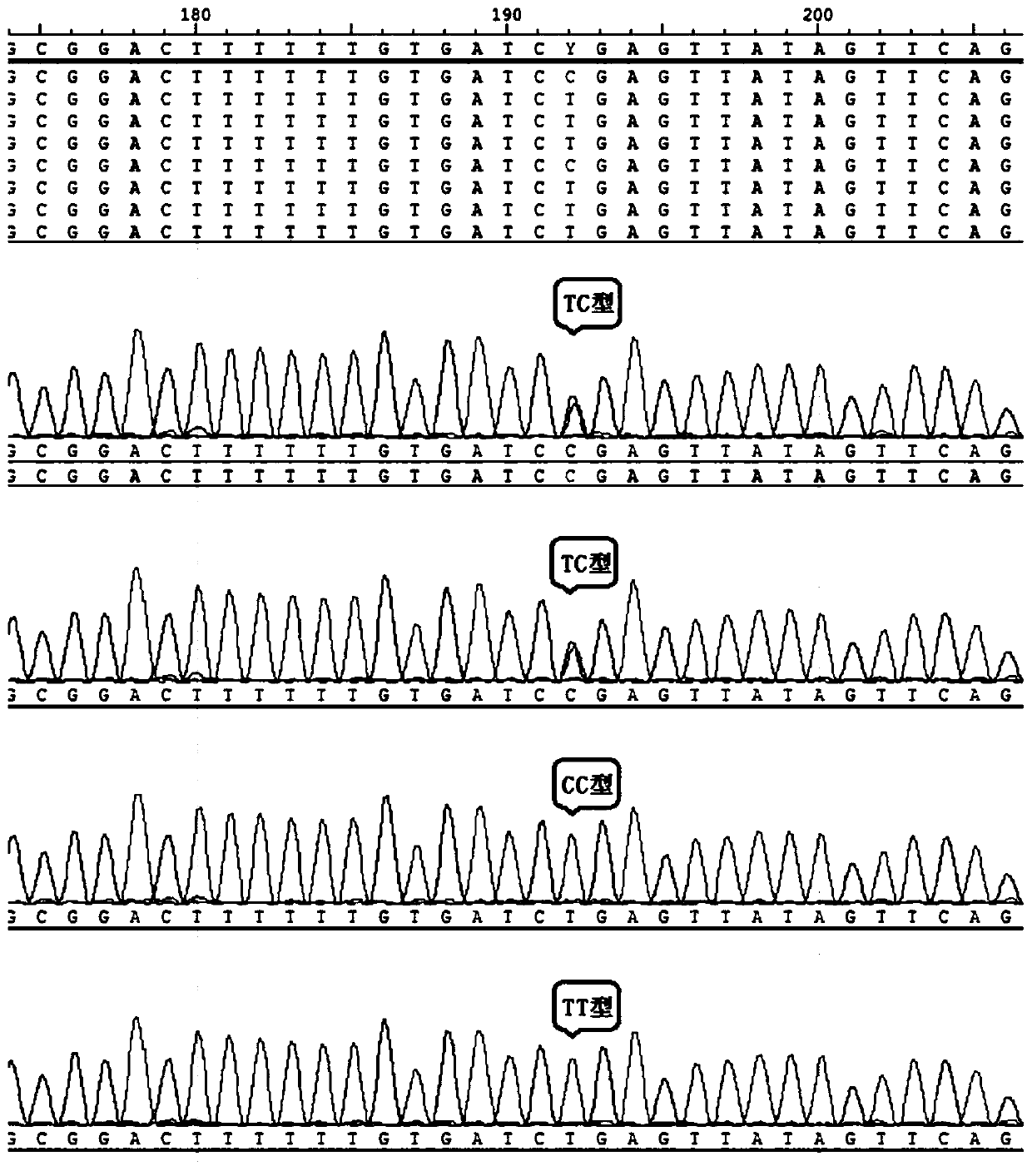 Nitrite nitrogen resisting trait related molecular marker of Litopenaeus vannamei and screening of nitrite nitrogen resisting trait related molecular marker of Litopenaeus vannamei