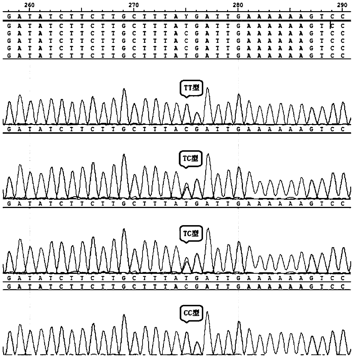 Nitrite nitrogen resisting trait related molecular marker of Litopenaeus vannamei and screening of nitrite nitrogen resisting trait related molecular marker of Litopenaeus vannamei