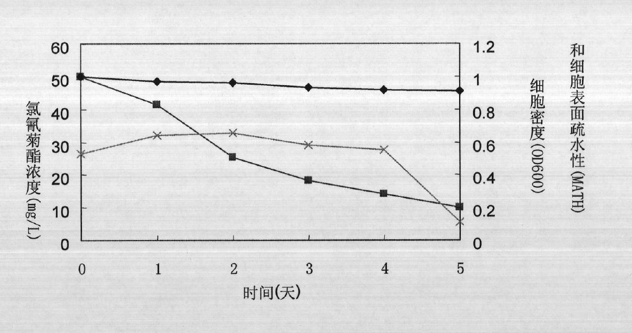 Chryseobacterium sp. L31 and application thereof