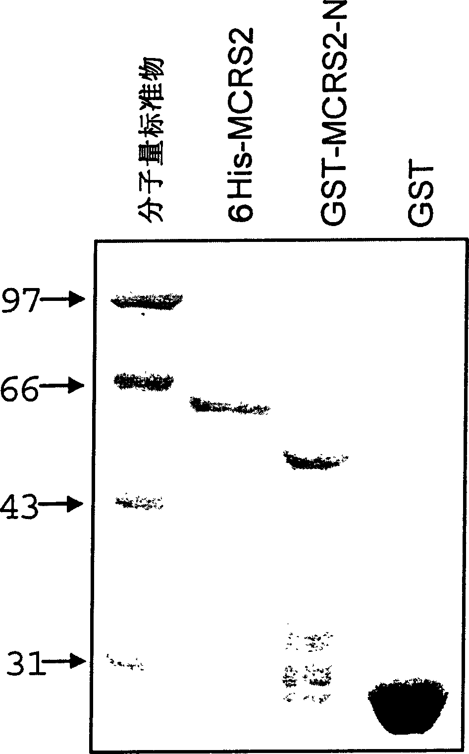 Human telomerase active inhibitor protein and use thereof