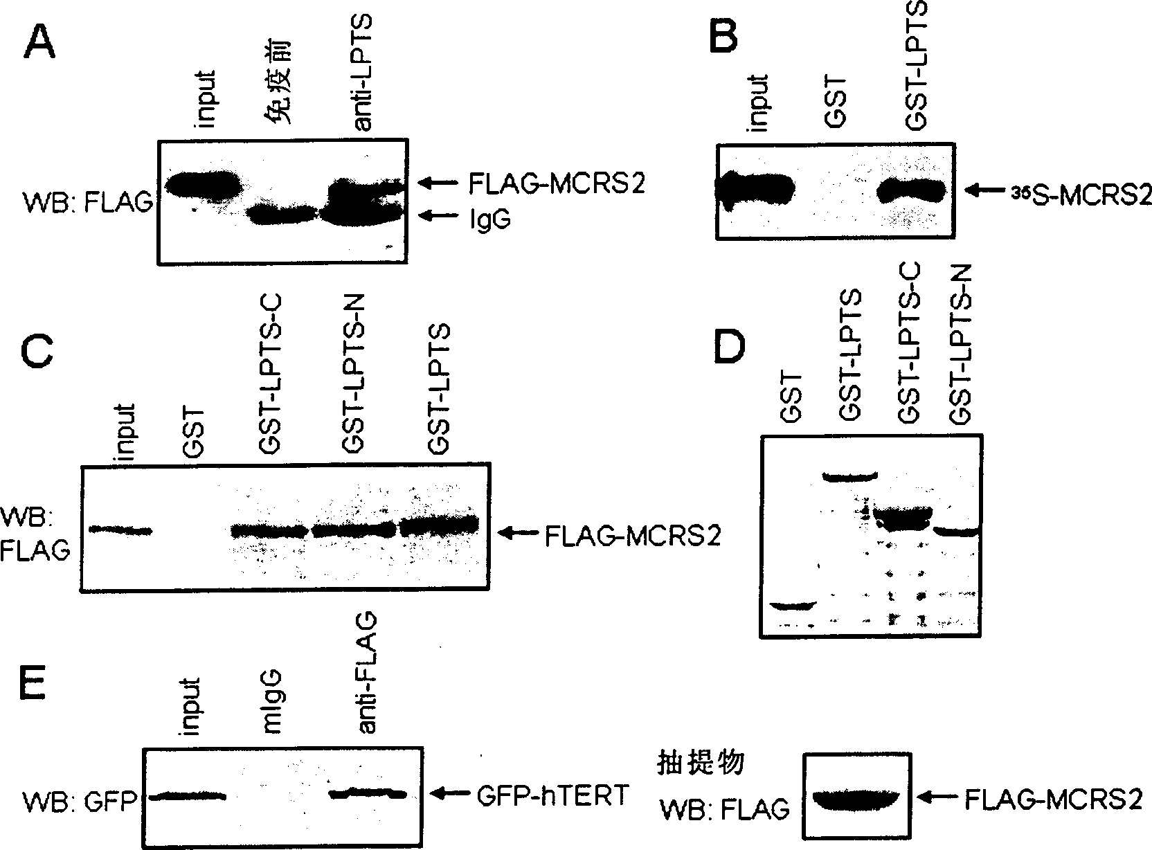 Human telomerase active inhibitor protein and use thereof