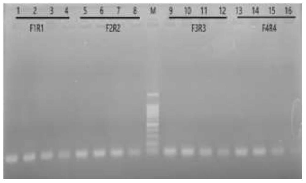 Asian Zika virus RT-RIA/CRISPR-Cas12a detection kit and detection method thereof