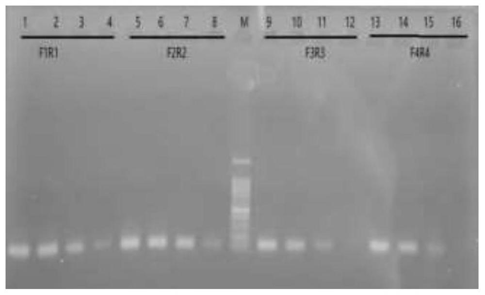 Asian Zika virus RT-RIA/CRISPR-Cas12a detection kit and detection method thereof