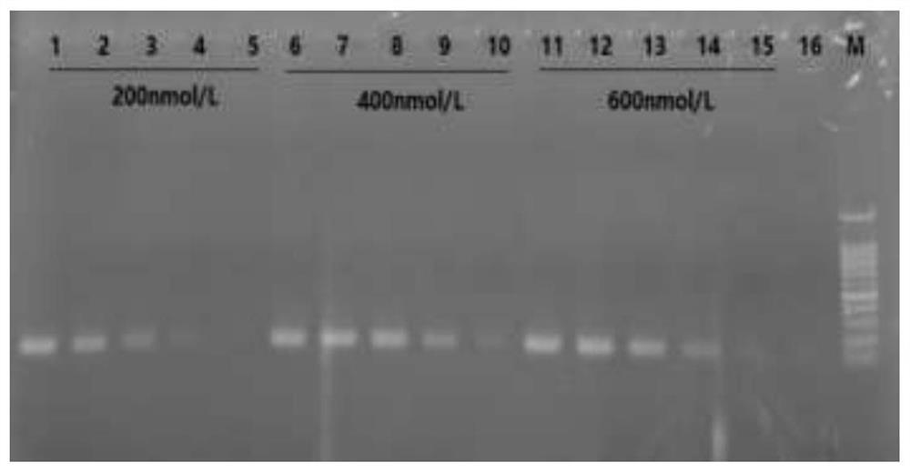 Asian Zika virus RT-RIA/CRISPR-Cas12a detection kit and detection method thereof