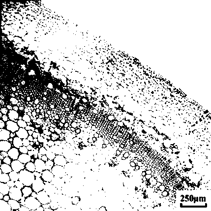 CAD gene of eucalyptus urophylla and application thereof