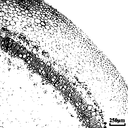 CAD gene of eucalyptus urophylla and application thereof