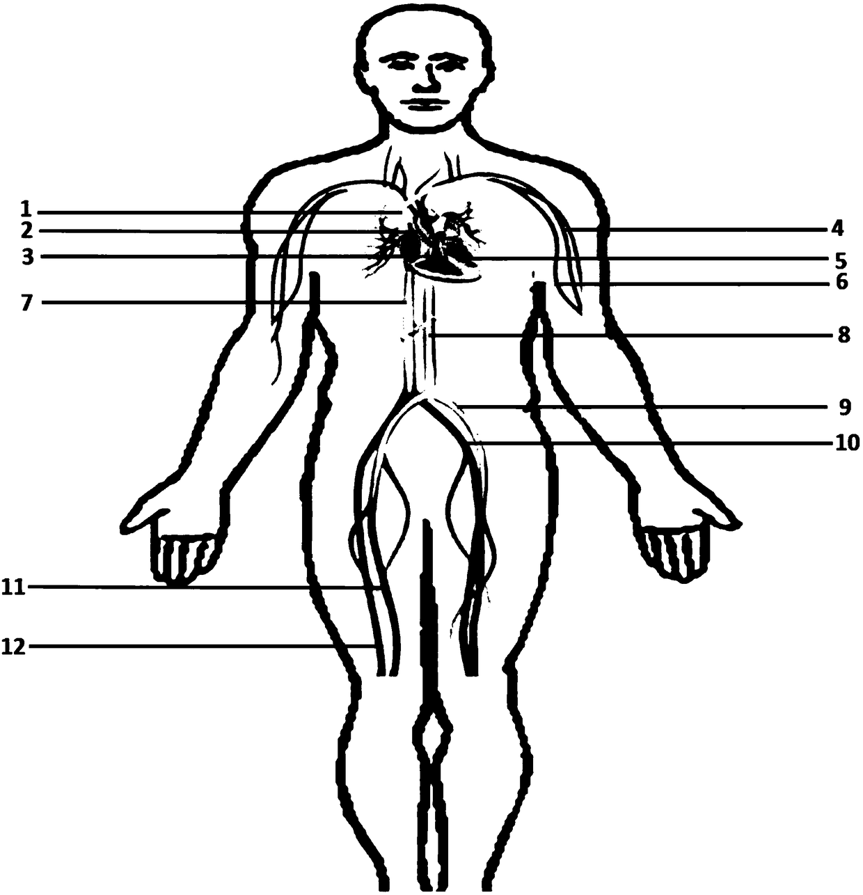 Anthropomorphic dummy for simulation training for minimally invasive treatment of coronary disease and manufacturing method of anthropomorphic dummy