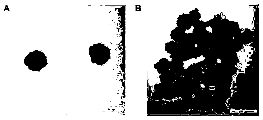 Nano drug delivery system with mimic enzyme activity, drug-loaded nanoparticles and preparation method and application thereof