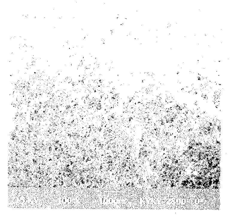 Organism single layer protecting metal-group foam material, and its preparing method