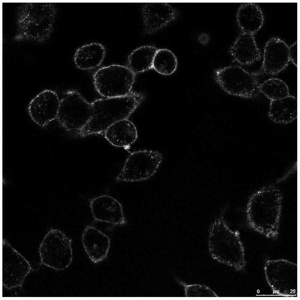 A Cell Membrane Imaging Reagent Based on Fluorescent Nanoparticles